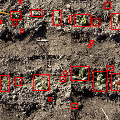 Weed Detection